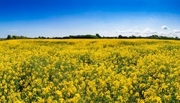 Spring Strategies for stronger OSR crops